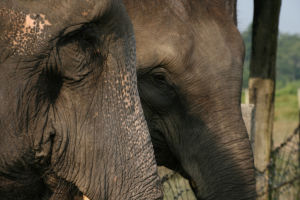 Nepal - Chitwan National Park