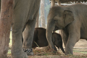 Nepal - Chitwan National Park