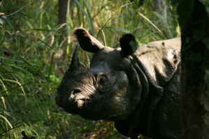 Nepal - Chitwan National Park