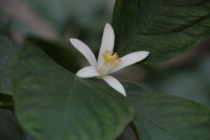 Lemon Flower - Limone sul Garda - Italy