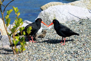 New Zealand - Wildlife