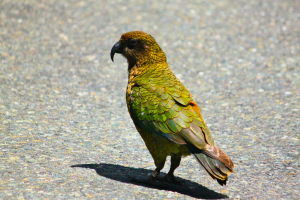 New Zealand - Wildlife