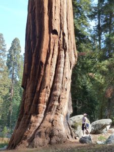 USA - California - Sequoia National Park