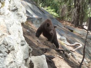 USA - California - Sequoia National Park