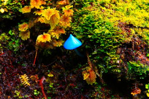 New Zealand - Pluvial Forest