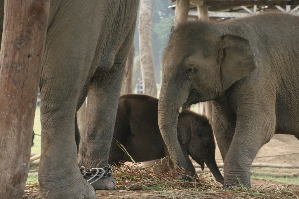 Chitwan National Park
