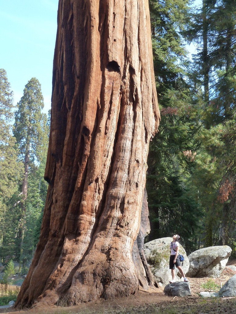 California - Sequoia National Park
