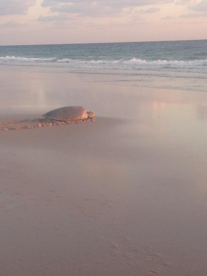 Oman - Green Turtle