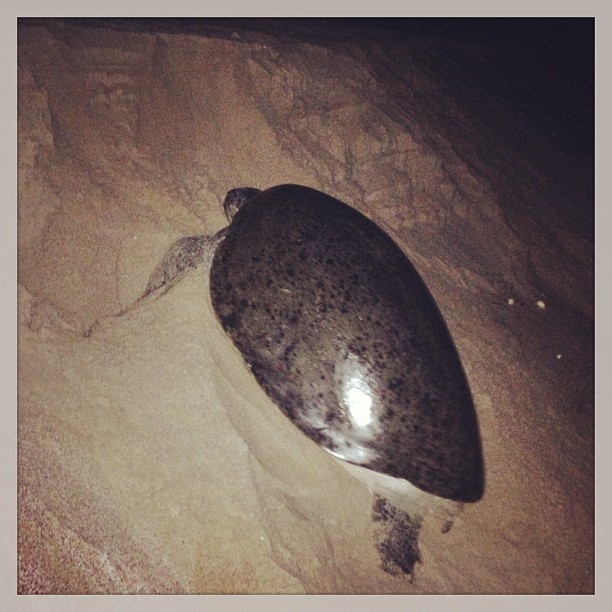 Oman - Green Turtle