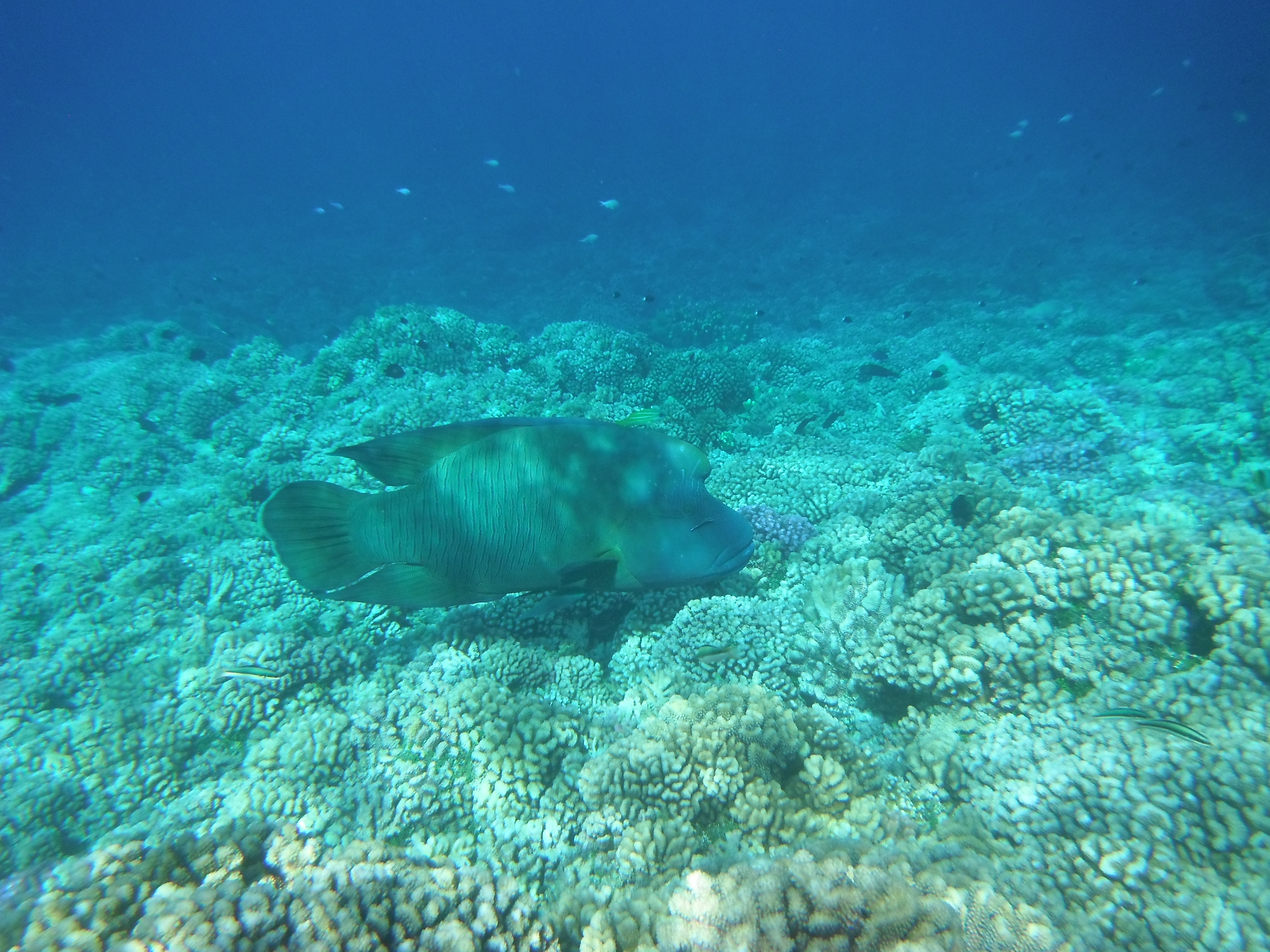 Polynesia - Fakarava - Napoleon Fish