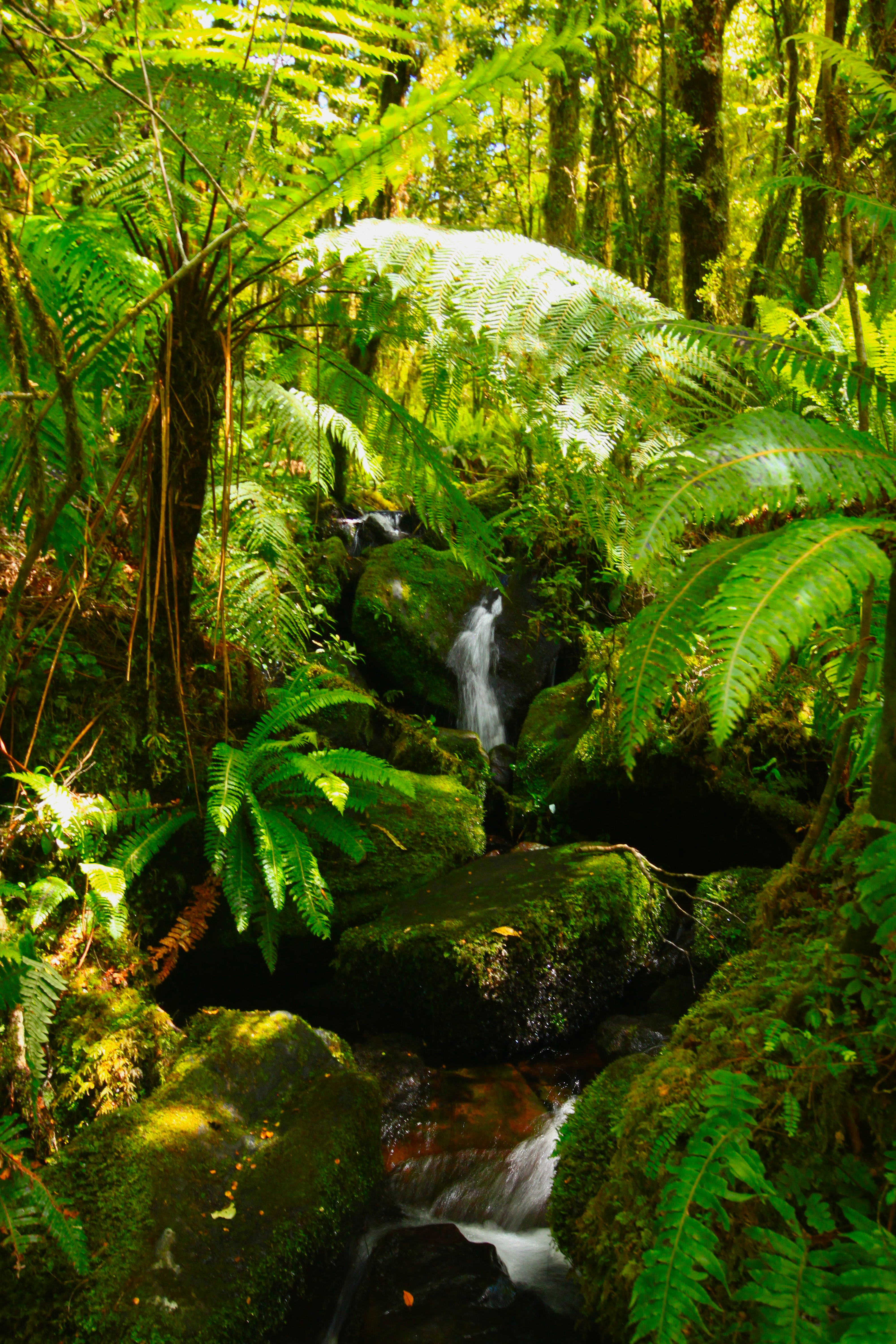 New Zealand - Pluvial Forest