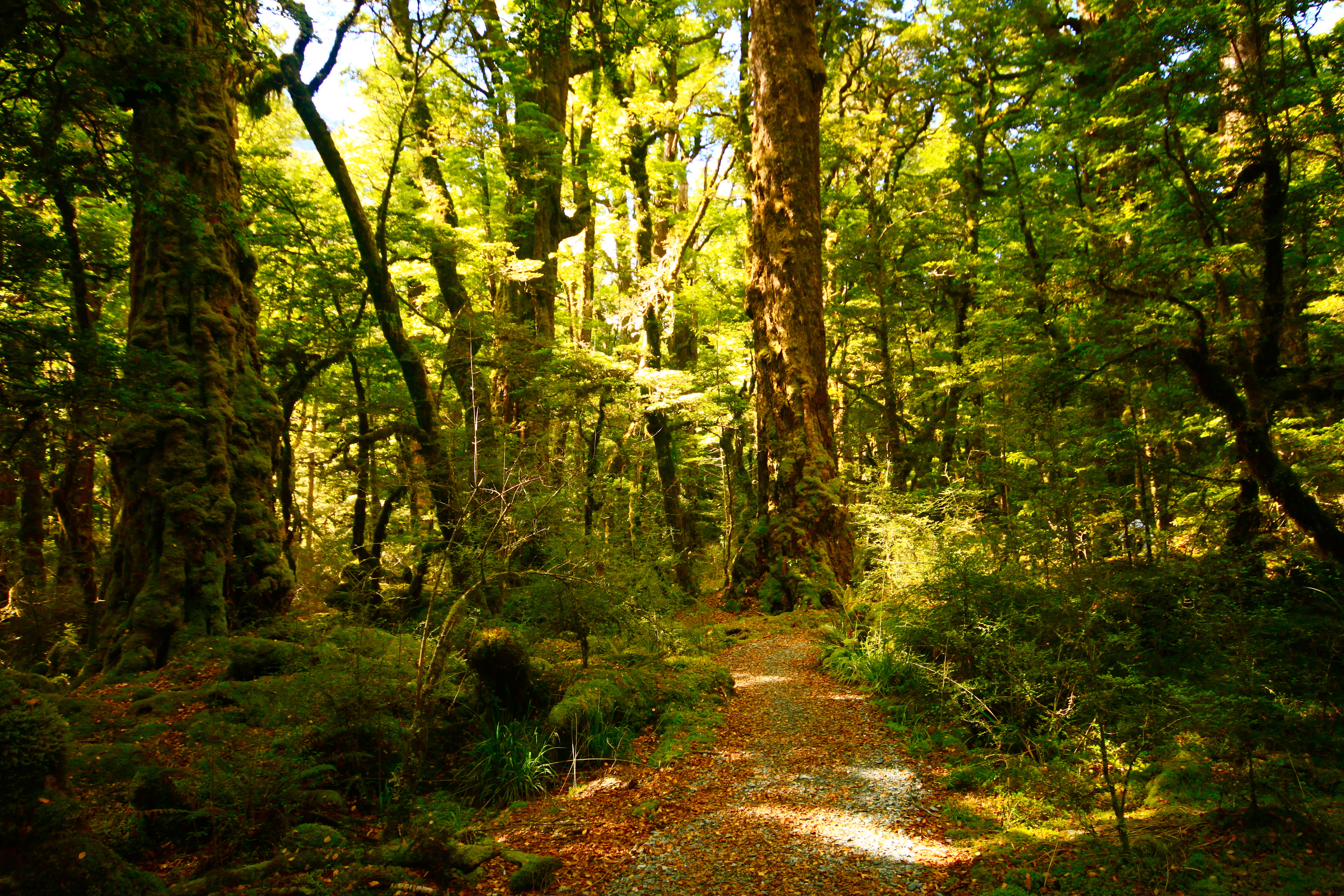 New Zealand - Pluvial Forest - Norht East Coast